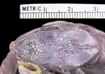 Media type: image; Herpetology R-13341